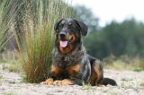 BEAUCERON 396